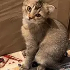 سكوتش فولد للبيع