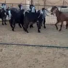 للبيع معزاء عوارض حصيب