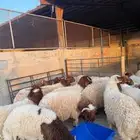 نعيمي  حري  تيوس  سواكني