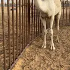 للبيع حاشي الساس رماني