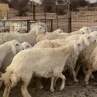 رخال حرش