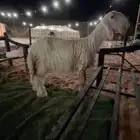 نجديه عيسيه صنف