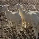 بهم حري كفو شكل شعره طرف طليان
