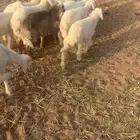 بهم حري