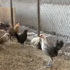 دجاج بشاير للبيع