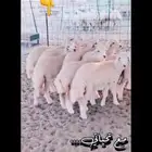 حريات ثلاجة ومناسبات مع الذبح والتوصيل