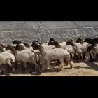 جذعات نعيم خصم الخصم .