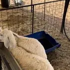 طلي 6شهور ورخل 5شهور