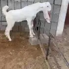 جفره مطوره خصم