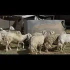 ضان دفيع العدد 37 مع فحلين. حلال طيب