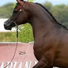 حساسيه خيل