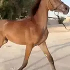 مهره عمرها سنتين جاهزه لتشبيه ووالعسف