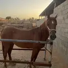 فرس واهو