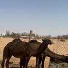 قعودين صفر طيبات