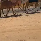 للبيع القعود الفردي الرماني