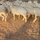 حريات للبيع