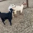 القاعه