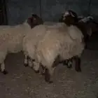 ذبايح كفو نعيم .