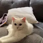 قطه لتبني