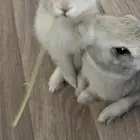 ارنب رمادي وابيض