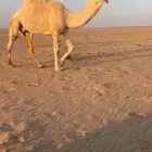 لقحه معها بنتها