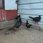 فزن امريكي للبيع
