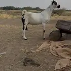 مشروع بيشي