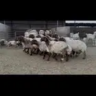 غنم نعيم شرط الدفيع .