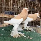 زوجين نفااخ