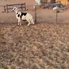 خروف مشروك عمره 4 شهور ونص فل الفل مغلق شحم ونظيف