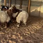خرفان نعيم بلدي