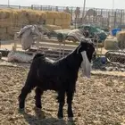 تيس عارضي مشروع فحل