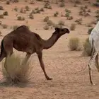 بكره صفراء طيبه للبيع
