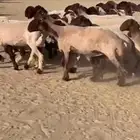 غنم نعيم فاخره صنف