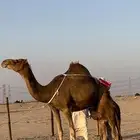 خلفه ساحليه منيحه تعبي طاستين
