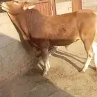 ثور فحل سلالة ألماني جرسي