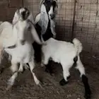 للبيع خمس روس معزا حجازي