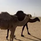 بكره طيبه وابوها منتج