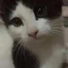 تبني قطط