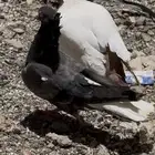 قطيفي معقد