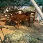 ثلوث المنظر