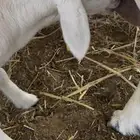 رخل داغوره ترضع من اي شيء