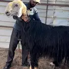 فحل نجدي مشروط