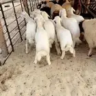 رخال حريات فل الفل