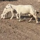 شاه متبع تحتها طلي