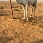 بعير يثني الشتاء ذا