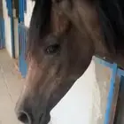 مهره شعبيه