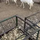 شياه رفيديه حيل