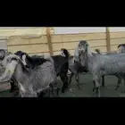 جفار قبرصي هجين