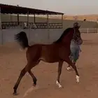 مهر واهو فاخر